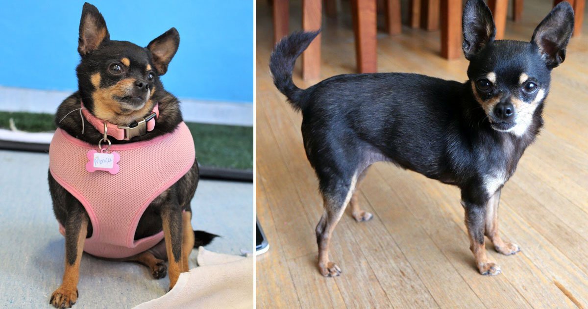 chihuaha bertha lost weight.jpg?resize=1200,630 - Obese Chihuahua Lost Half Of Her Body Weight After Following A Low-Calorie Diet