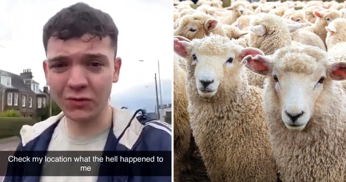 club6.png?resize=412,275 - 20-Year-Old Man Wakes Up 100 Miles From Home Surrounded By Sheep After A Night Out