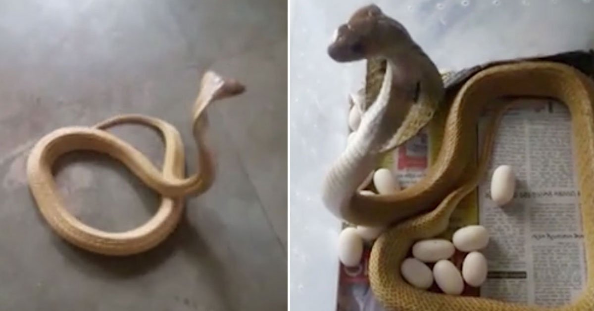 cobra laid eggs.jpg?resize=1200,630 - Man Found A Cobra Hiding Inside His Home Which Laid 23 Eggs
