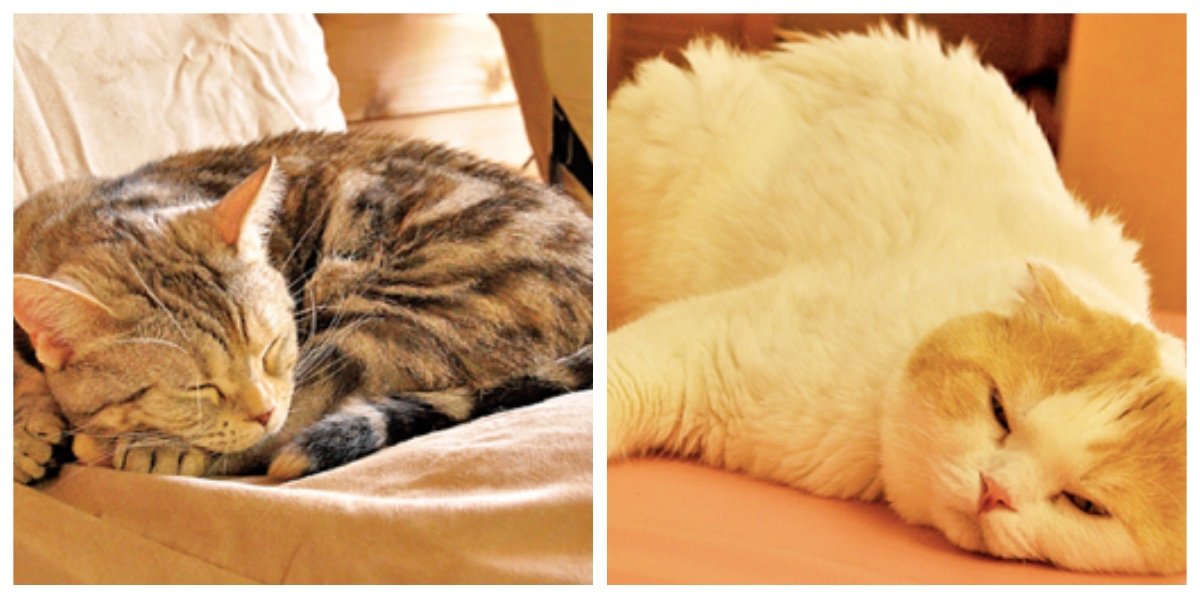 collage fotor 3.jpg?resize=1200,630 - 収容された猫はペットホテルへ？！福岡市が、猫の新しい家族探しのための新制度を導入！