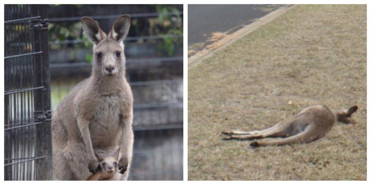 collage fotor 5.jpg?resize=412,275 - 死んだカンガルー２０匹が発見された　その悲しい理由とは、、、？！