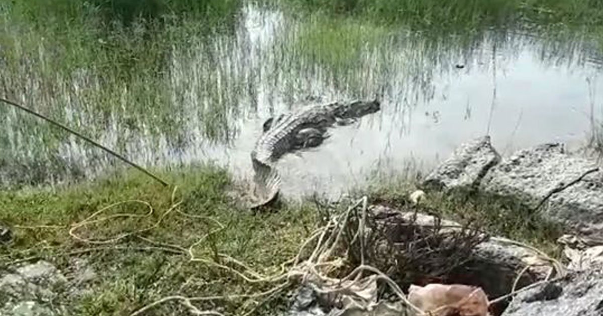 crocodile in telangana india.jpg?resize=1200,630 - Crocodile Found On A Busy Motorway In Telangana, India After Heavy Rains