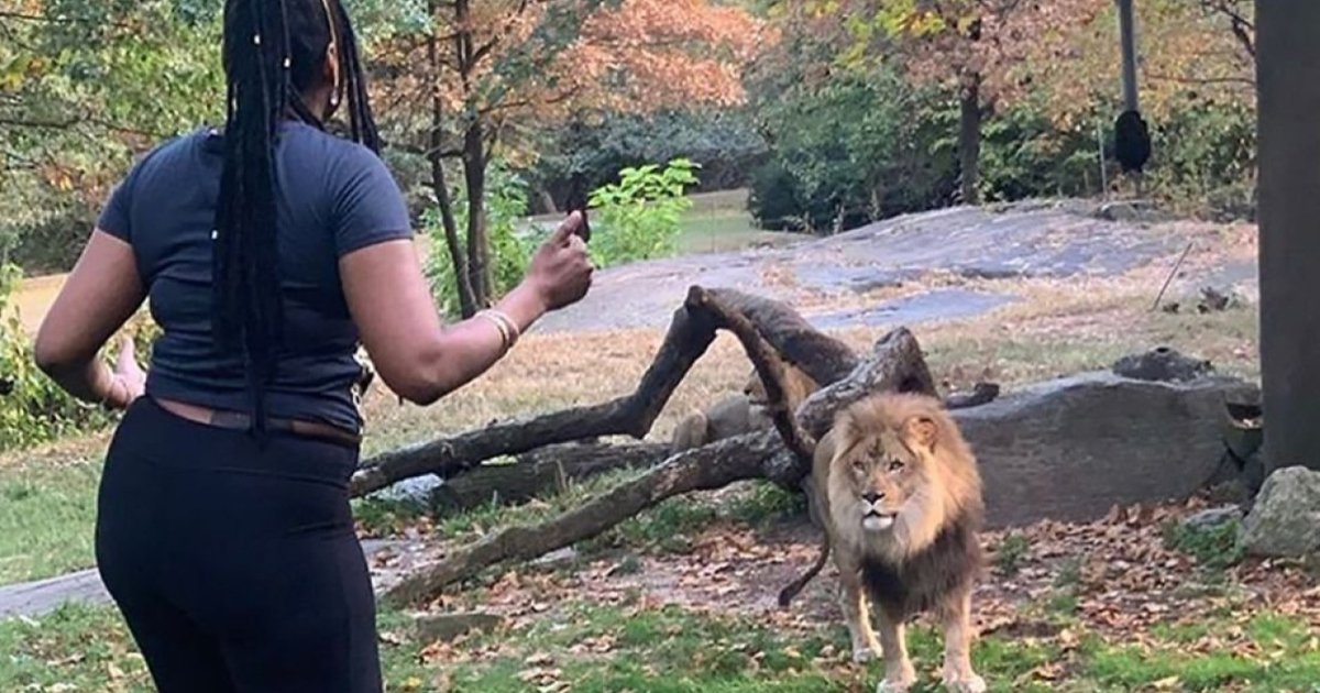 d 1 5.png?resize=1200,630 - Une femme s'est introduite dans la cage d'un lion pour danser devant lui