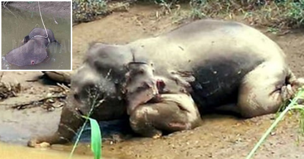 d 3 1.png?resize=1200,630 - Un éléphant pygmée de Bornéo a été retrouvé avec 70 balles dans son corps