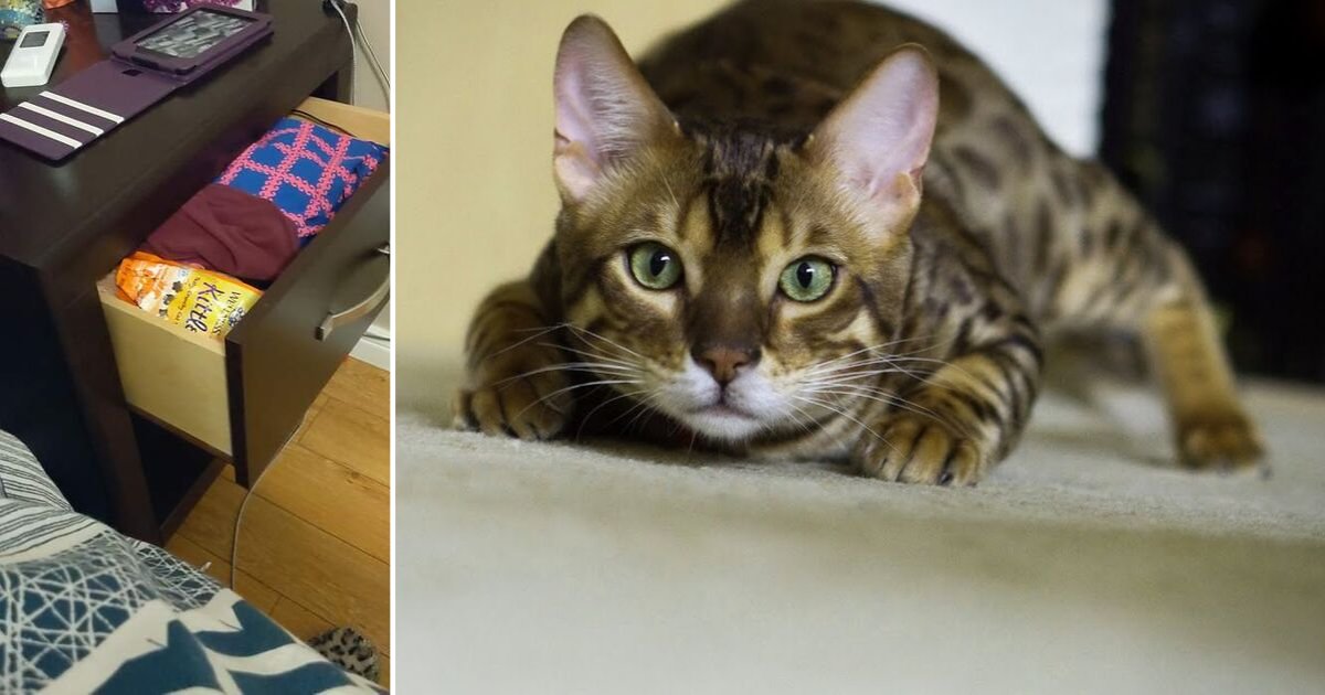 d 4 1.png?resize=412,275 - A Cute Cat Steals Snack and Runs Away