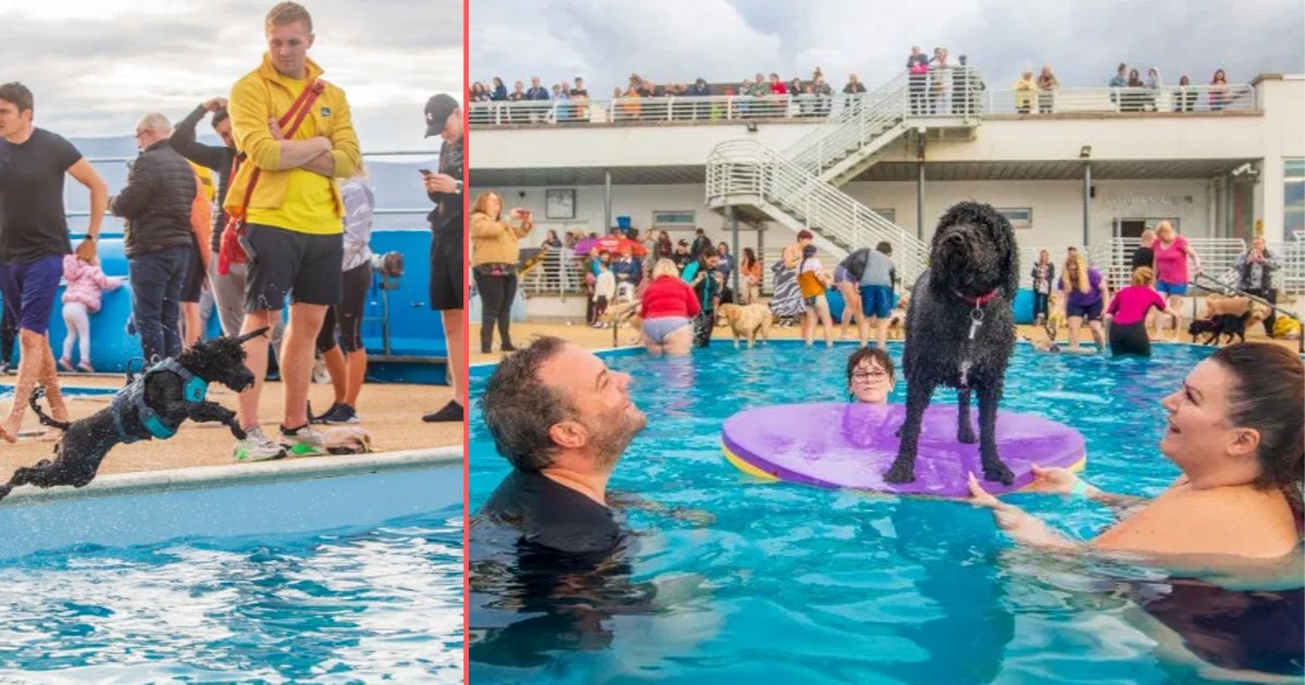 d 4.png?resize=412,275 - Des animaux qui sont allés à la piscine avec leurs propriétaires profitent de leur journée