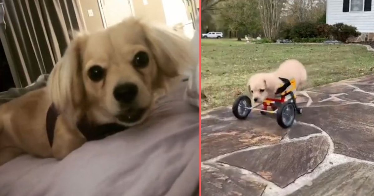 d 5 5.png?resize=412,232 - Now The Rescued Pup Has a Wheelchair to Run Around in The House Now