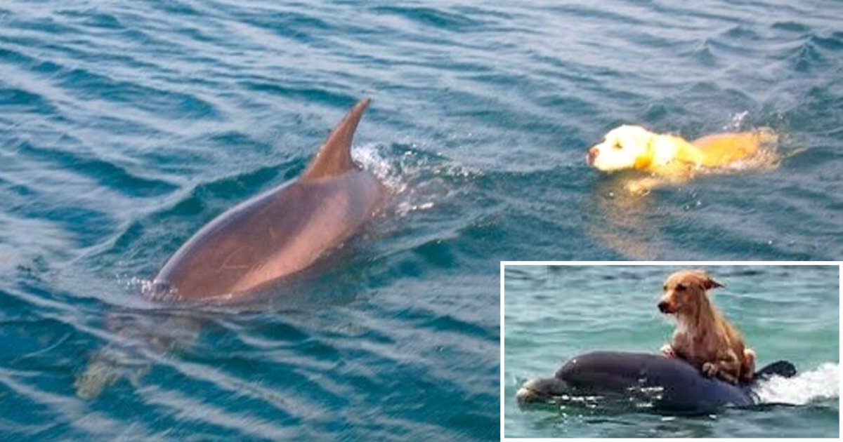 d 6 1.png?resize=412,275 - Incredible Video of a Dolphin and Dog Playing Around in The Water With Each Other