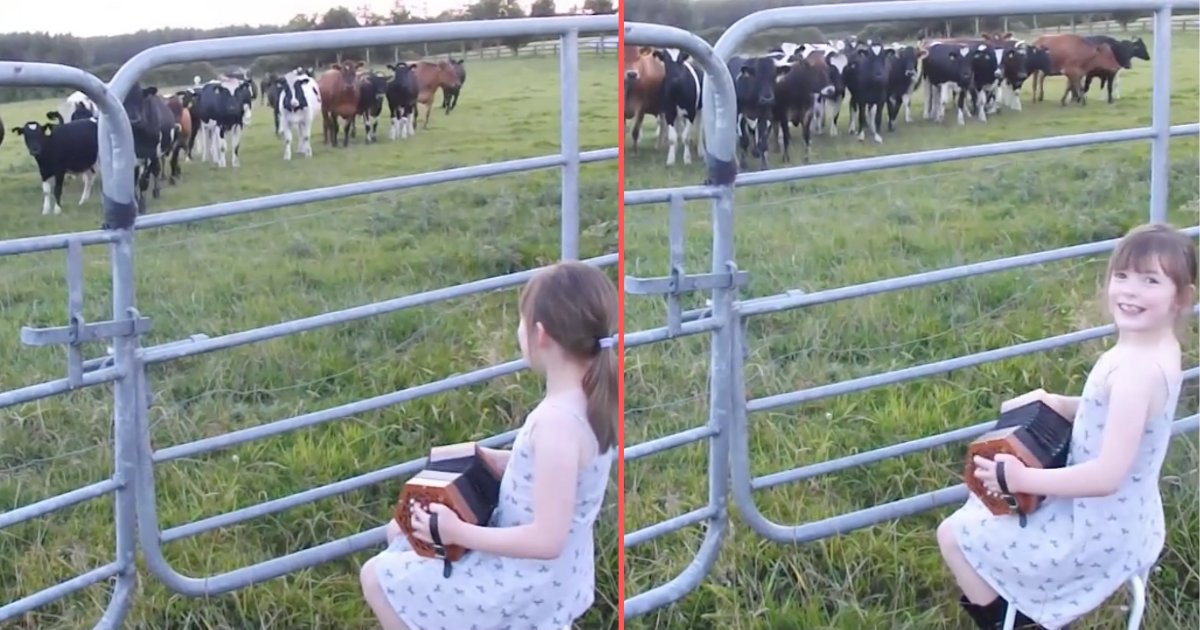 d 6 4.png?resize=412,275 - Cette fillette appelle ses vaches en leur jouant de l'accordéon