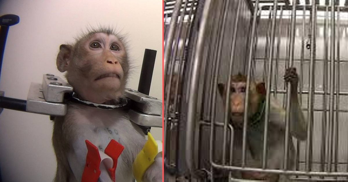 d1 2.png?resize=1200,630 - Une vidéo tournée en secret montre une extrême cruauté à l'intérieur d'un laboratoire allemand où les singes hurlent pour être libérés