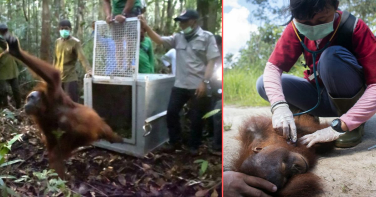 d1.png?resize=1200,630 - Une mère et son bébé orangs-outans ont retrouvé une maison après que leur habitat ait été détruit par les flammes