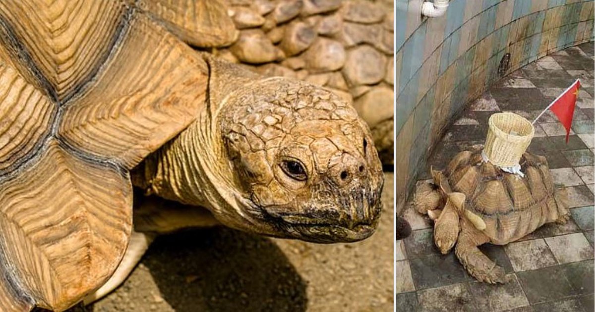 d2 1.png?resize=1200,630 - Un zoo chinois a collé un panier sur le dos d'une tortue pour récolter de l'argent jeté par les touristes