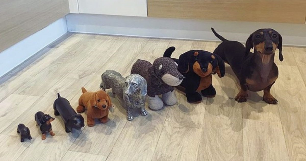 d3 11.jpg?resize=1200,630 - The Couple Lined Up Their Dog With Dachshund-Themed Stuffed Animals For A Spot The Difference "Family" Picture