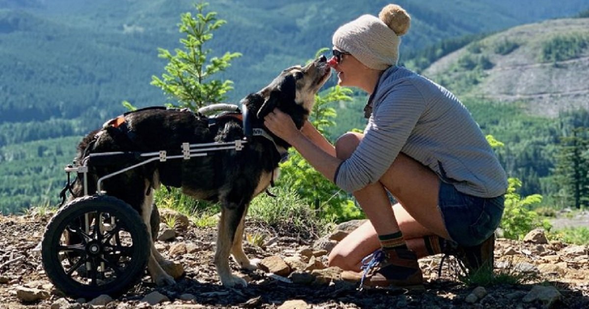 d3 3.jpg?resize=1200,630 - Un chien paralysé qui aime partir à l'aventure a reçu un fauteuil roulant spécial afin de pouvoir continuer à voyager