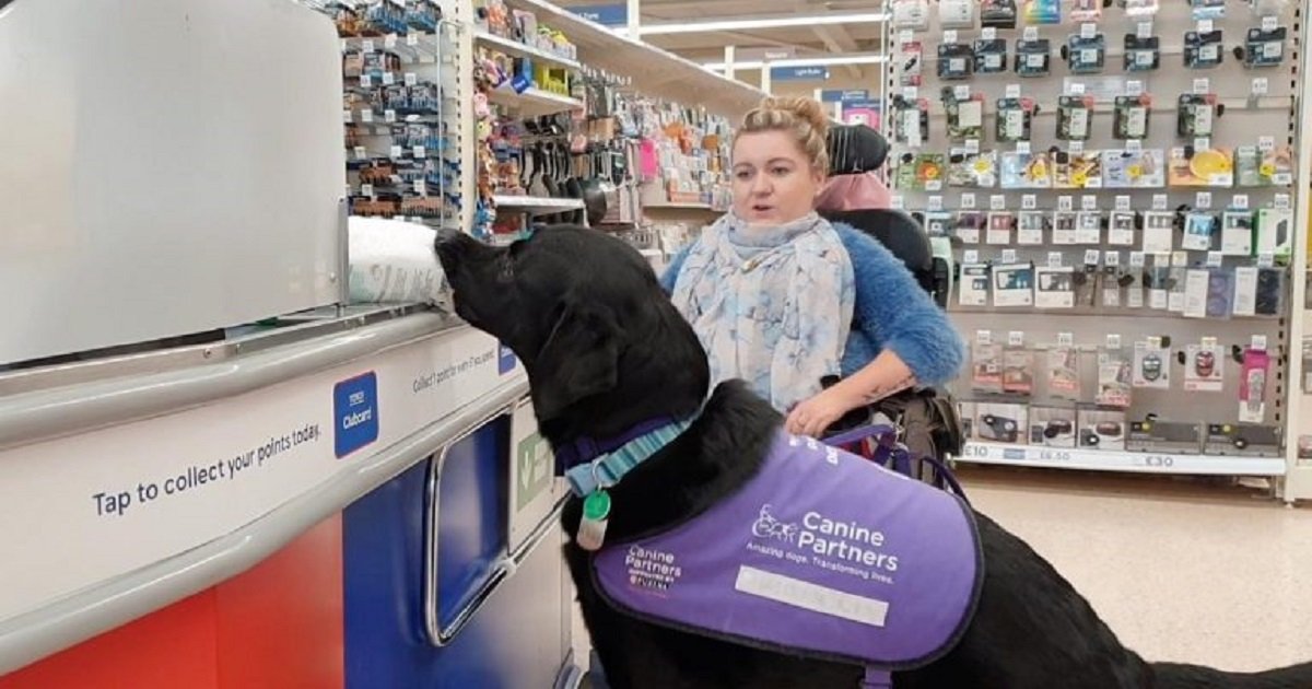 d3 4.jpg?resize=1200,630 - Amazing Labrador Could Do Almost Anything For His Disabled Owner, Even Helping To Pay At The Counter