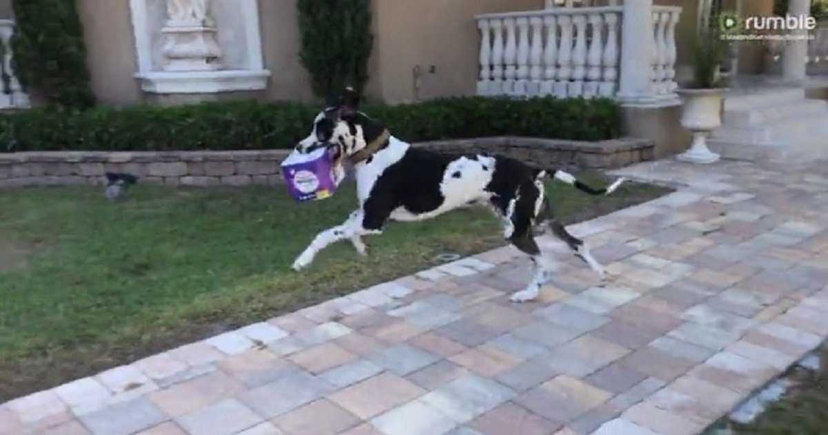 d3 5.jpg?resize=412,232 - Helpful Great Dane Loves Bringing In The Groceries From The Car