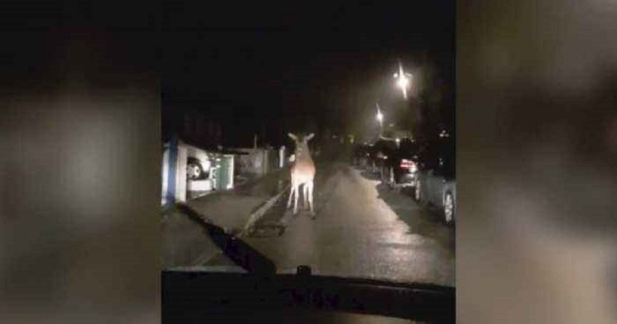 d3 8.jpg?resize=1200,630 - Giant Deer Caught In The Headlights Fearlessly Walked Up To The Car To Inspect It