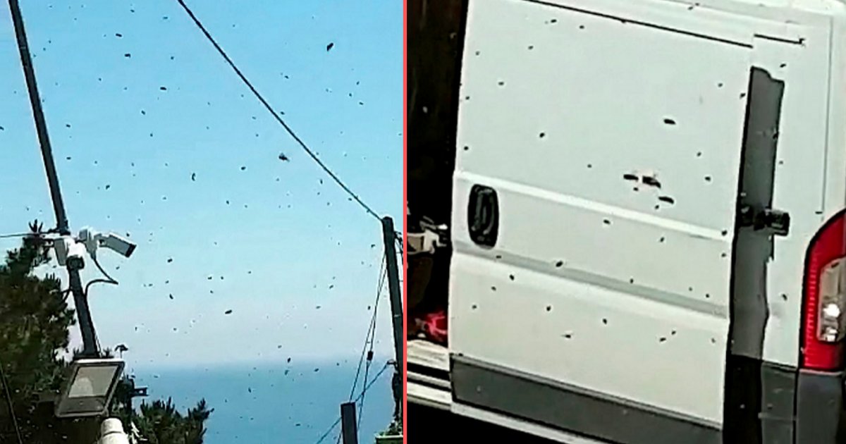 d3.png?resize=1200,630 - Bees Storm Down a Construction Site in Cornwall, Making Everyone Run for Cover