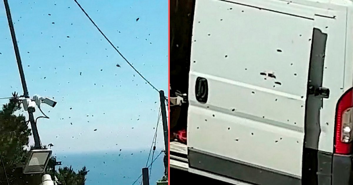 d3.png?resize=412,275 - Bees Storm Down a Construction Site in Cornwall, Making Everyone Run for Cover