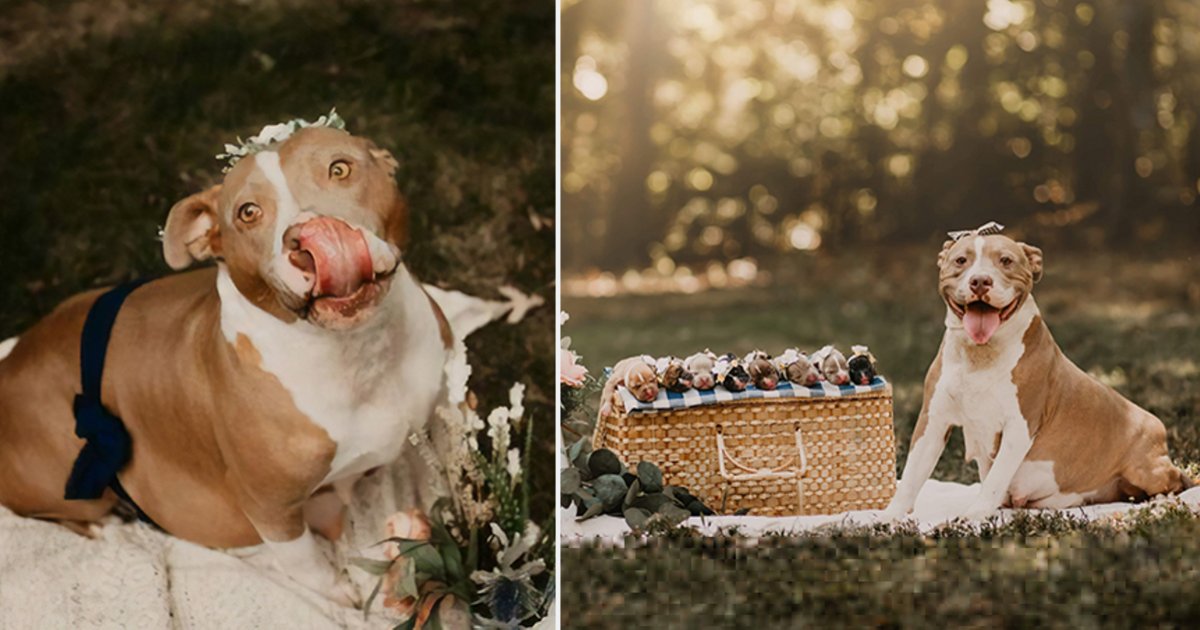 d5.png?resize=1200,630 - This Pitbull Is Glowing Immensely In Her Own Maternity Photoshoot