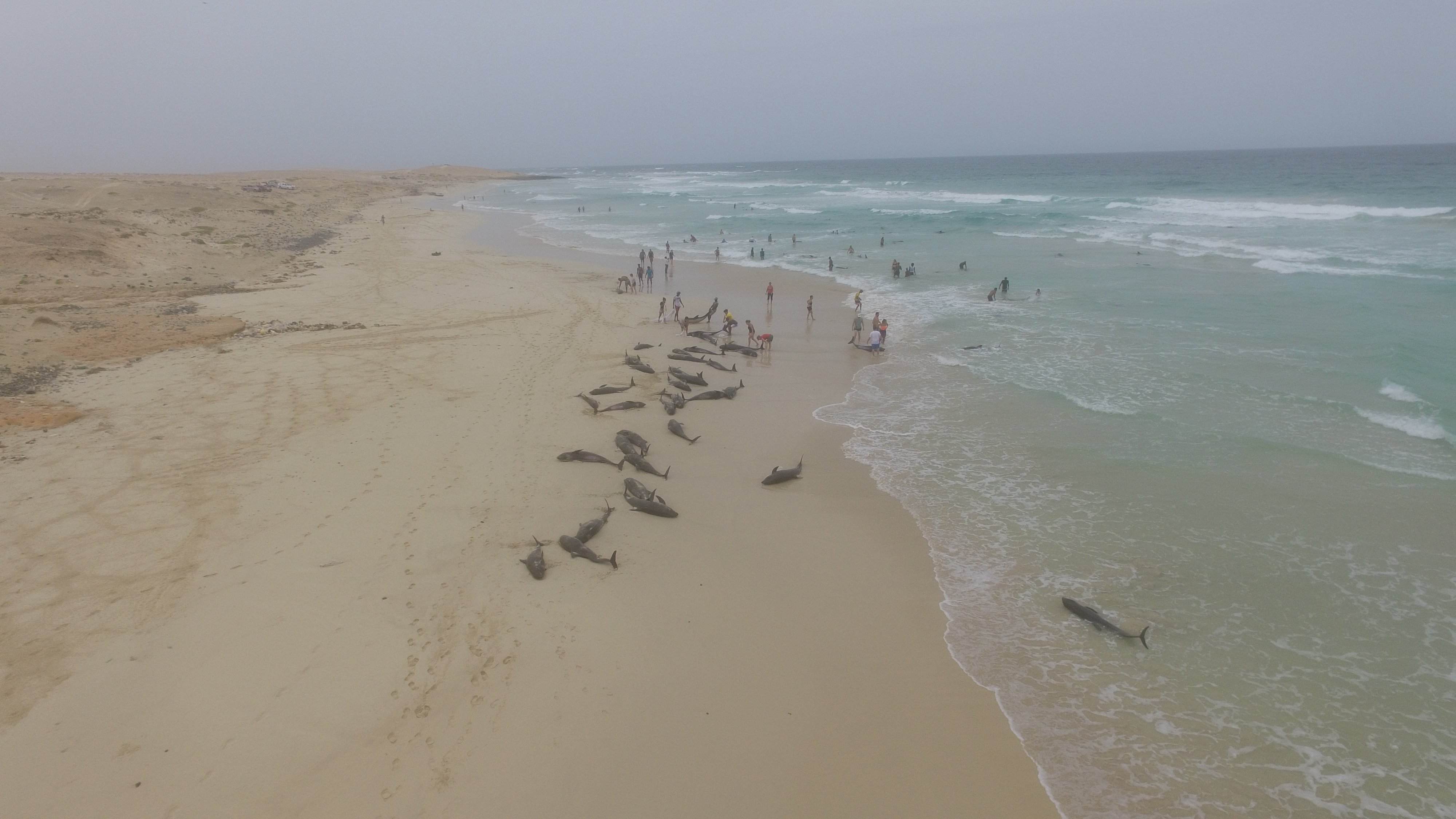 dauphins 3.jpg?resize=1200,630 - Pourquoi des dauphins s'échouent massivement sur cette plage du Cap-Vert ?