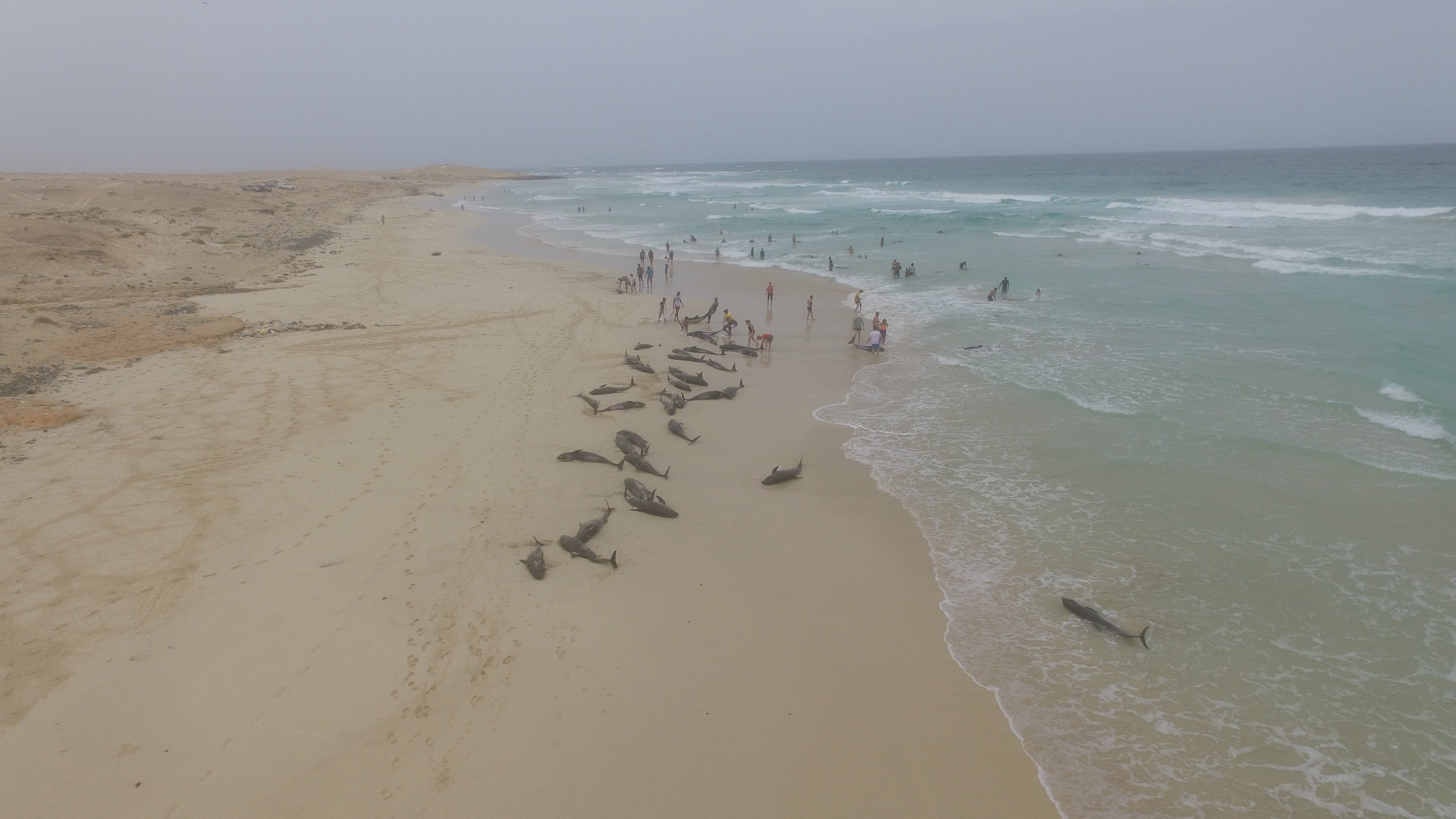 dauphins 3.jpg?resize=412,275 - Pourquoi des dauphins s'échouent massivement sur cette plage du Cap-Vert ?