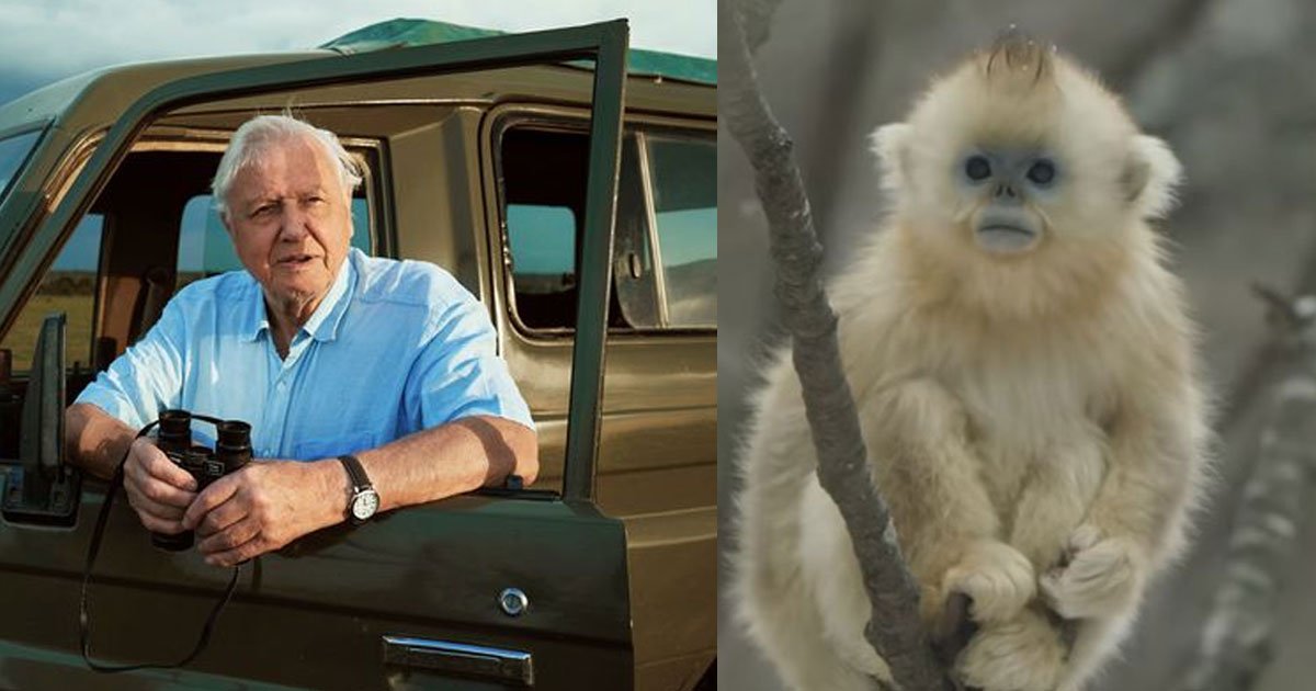 david attenborough is finally able to film rare monkey that he waited for 50 years.jpg?resize=412,232 - Natural Historian Finally Got To Film The Rare Monkeys After Waiting 50 Years