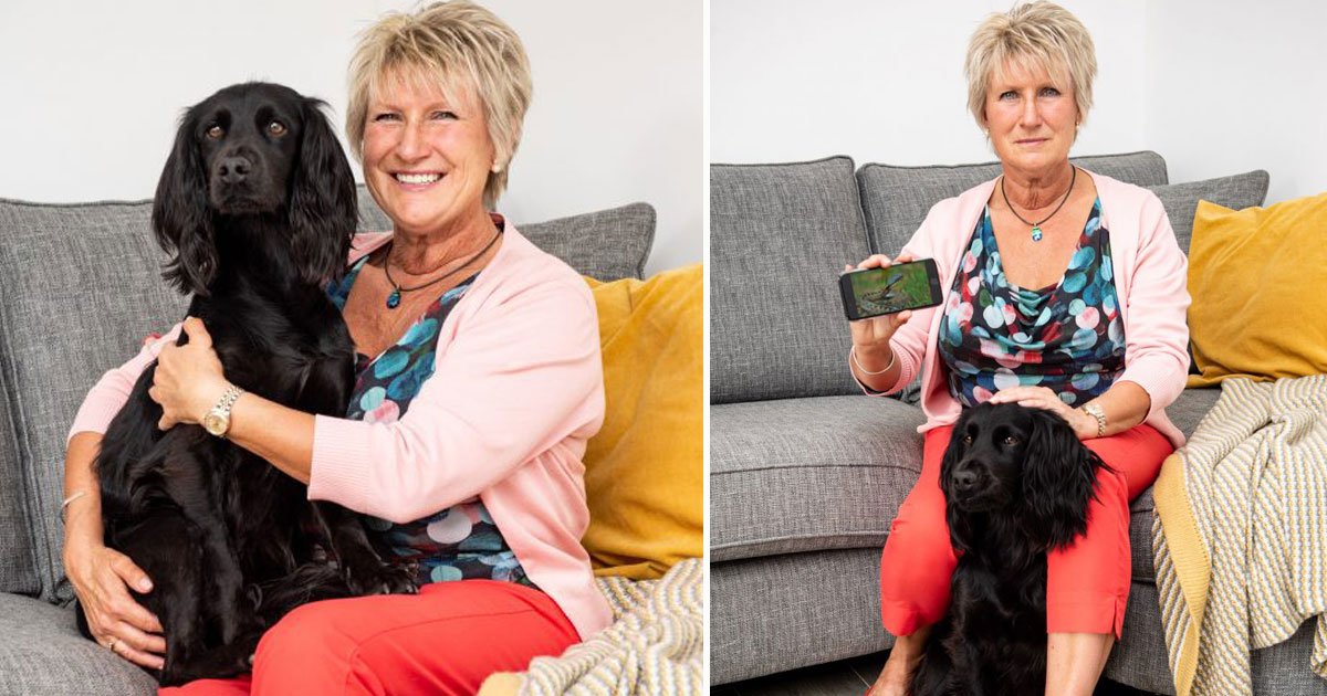 dog adder bite.jpg?resize=412,275 - Dog Was Unable To Stand After Returning From A Walk - Owner Found Out She Had Been Bitten By A Venomous Snake