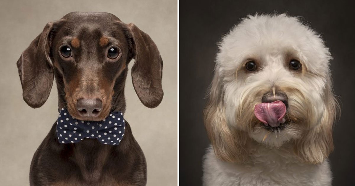 dog headshots.jpg?resize=1200,630 - Photographer Takes Amazing Headshots Of Dogs For Their CVs