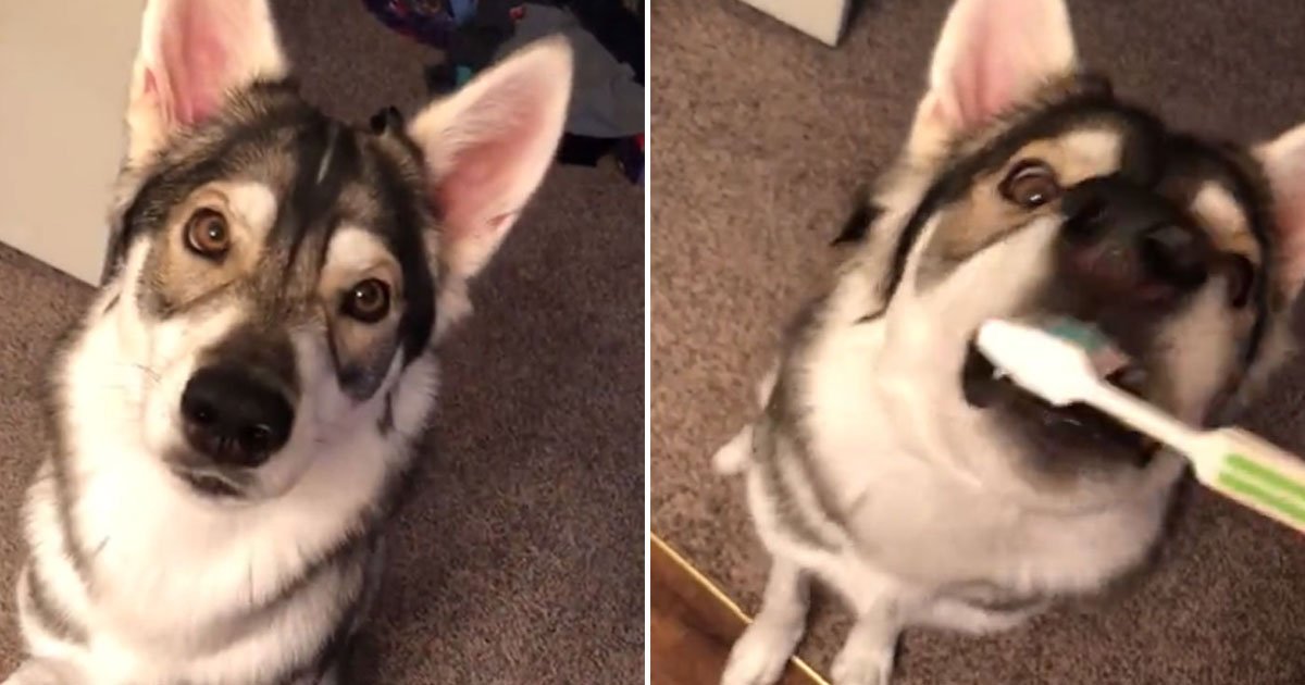 dog loves brushing teeth.jpg?resize=412,275 - One-Year-Old Dog Loves Getting Her Teeth Brushed