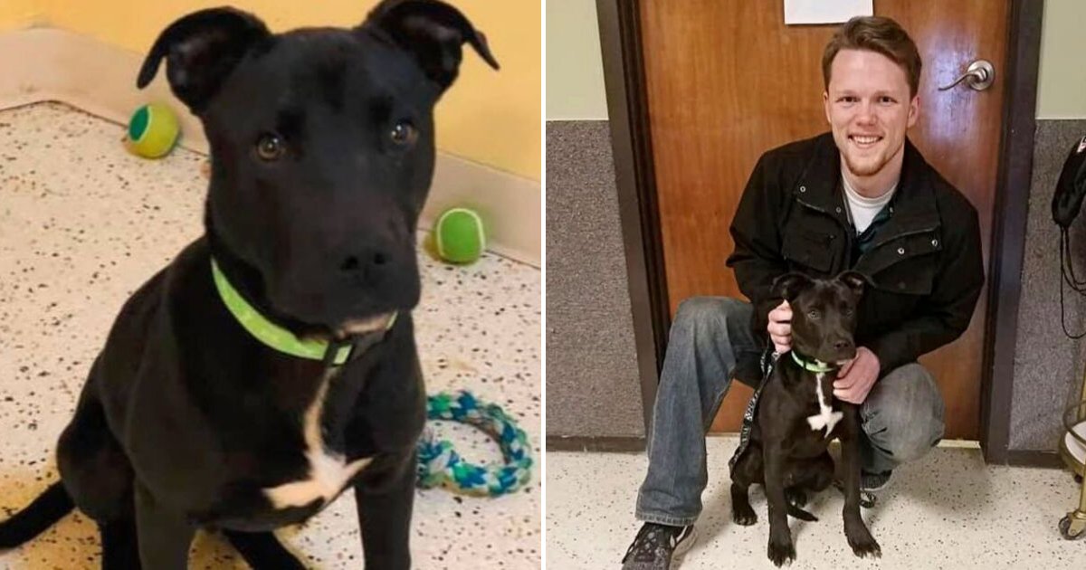doggy5.png?resize=1200,630 - 7-Month-Old Puppy Put Down By Vets Comes Back To Life And Now People Want Adopt Him