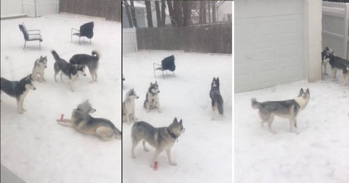 dsgdsgsdg.jpg?resize=412,275 - Husky Dogs Enjoying In The Snow While Playing Hide And Seek