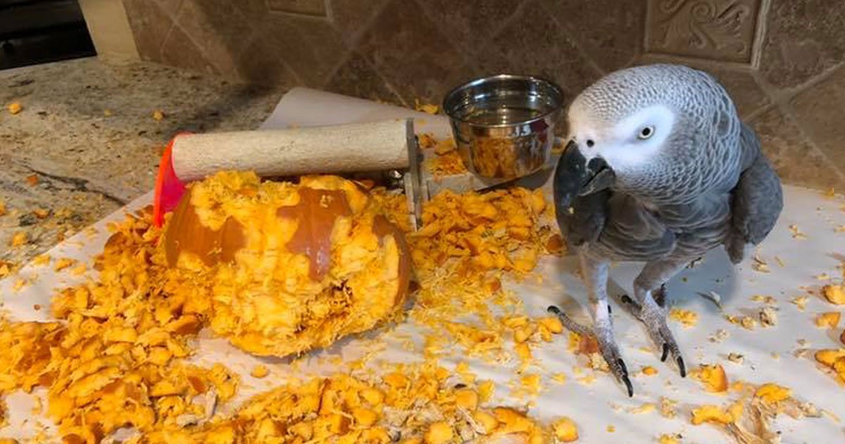 einstein the talking texan parrot.jpg?resize=412,275 - Découvrez la réaction de ce perroquet après avoir découvert des graines de citrouille