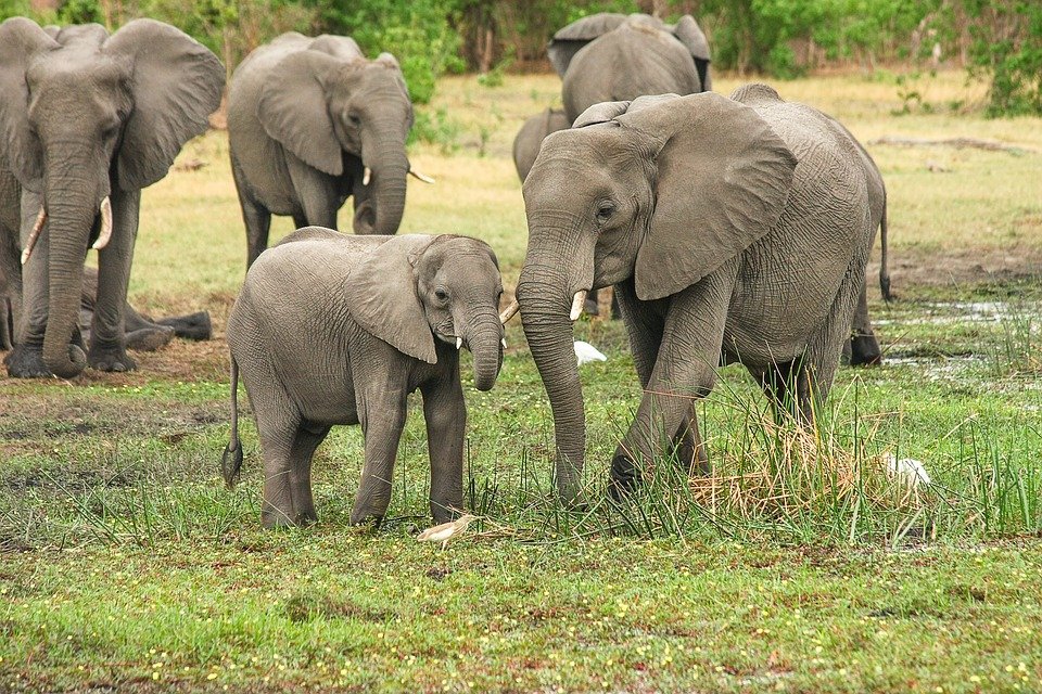 elephant.jpg?resize=412,275 - Au Sri Lanka sept éléphants ont été retrouvés morts en un week-end !