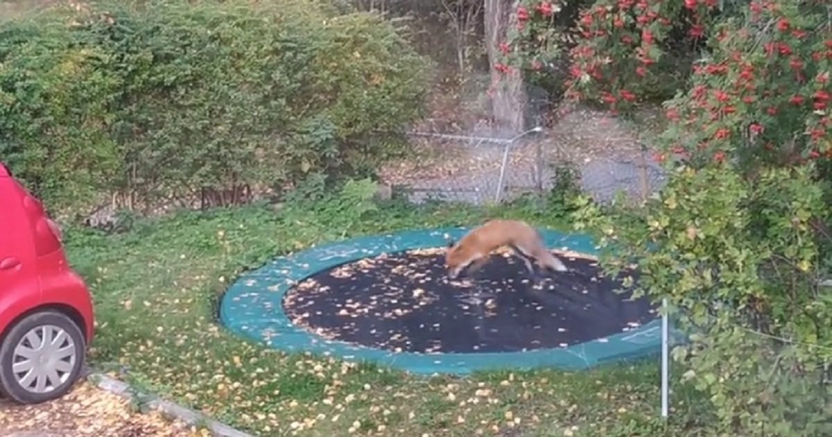 f3 2.jpg?resize=412,232 - Playful Fox Decided To Try Out A Trampoline In A Family's Backyard