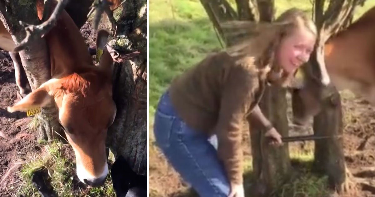 family rescued cow head stuck tree.jpg?resize=1200,630 - Vidéo : Une famille sauve une vache qui avait la tête coincée dans un arbre