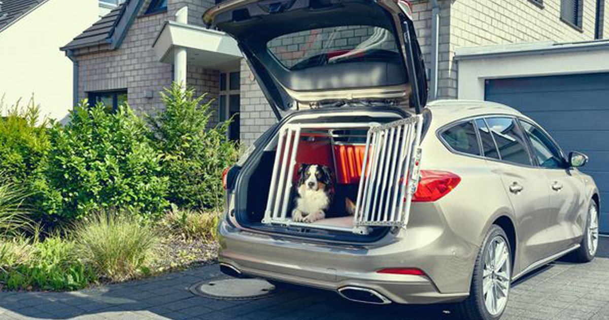 ford focus state.jpg?resize=412,275 - Study Found Drivers Who Don’t Strap Their Dogs Into Their Cars Put Their Lives At Risk