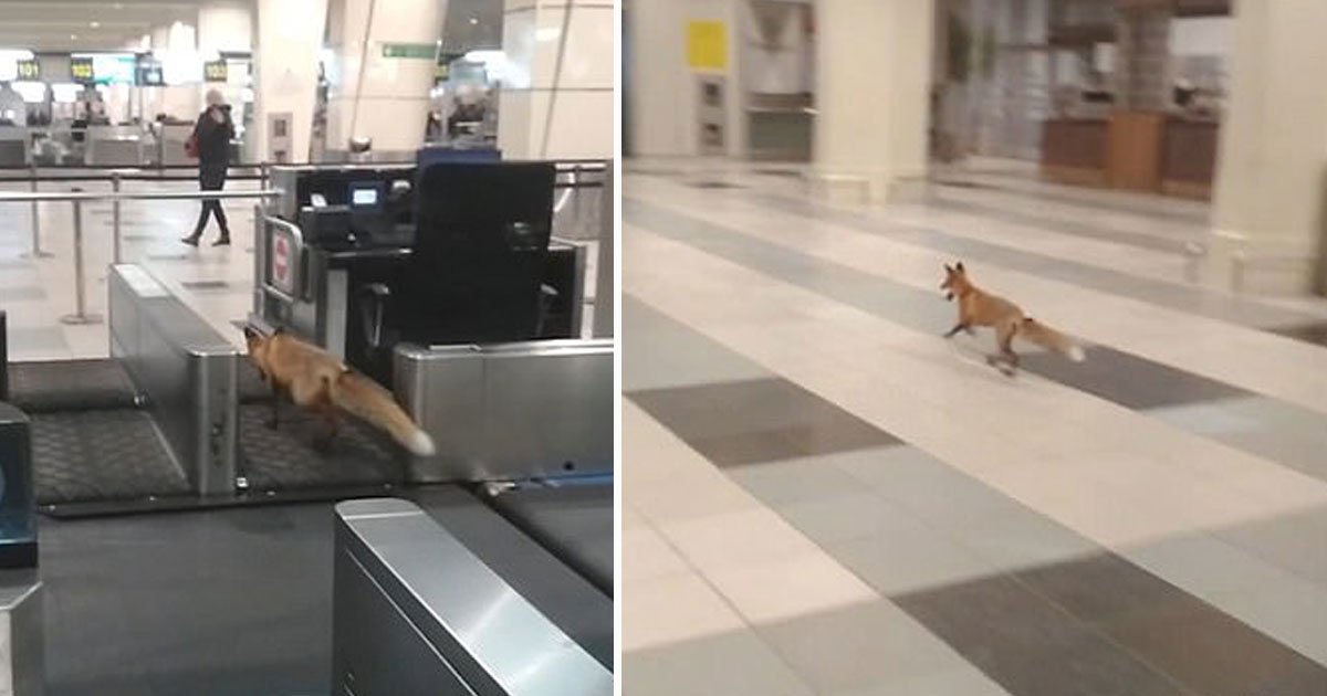 fox spotted airport.jpg?resize=1200,630 - Un renard se promène dans l'aéroport de Moscou