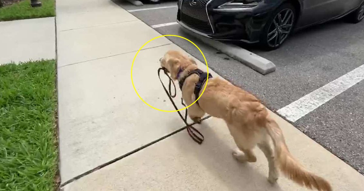 Golden Retriever Puppy Pulling Leash Playful Golden Retriever Pulling Leash. Owner Playing With Harness In