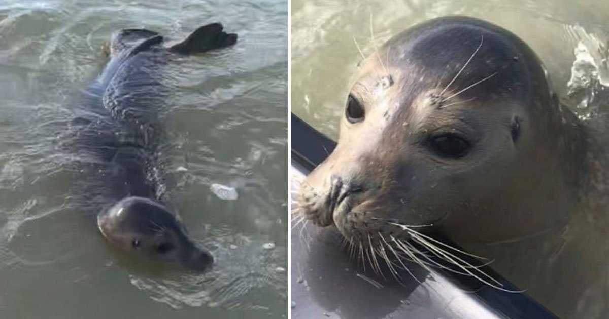gavin the seal spotted.jpg?resize=412,275 - Gavin The Littlehampton Harbour Seal Spent Half An Hour With A Group Of Jet Skiers