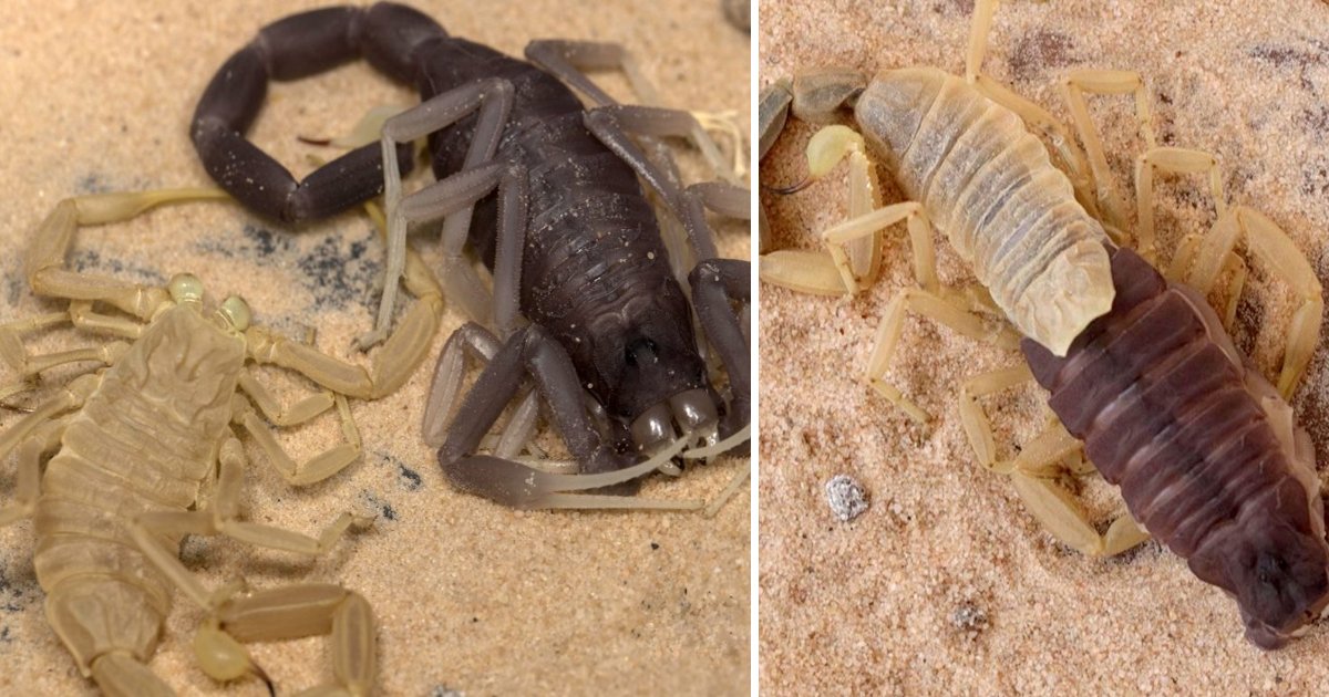 ggdgdgdgsd.jpg?resize=412,275 - Un homme a passé 7 heures à filmer un rare scorpion "rôdeur mortel" en train de muer