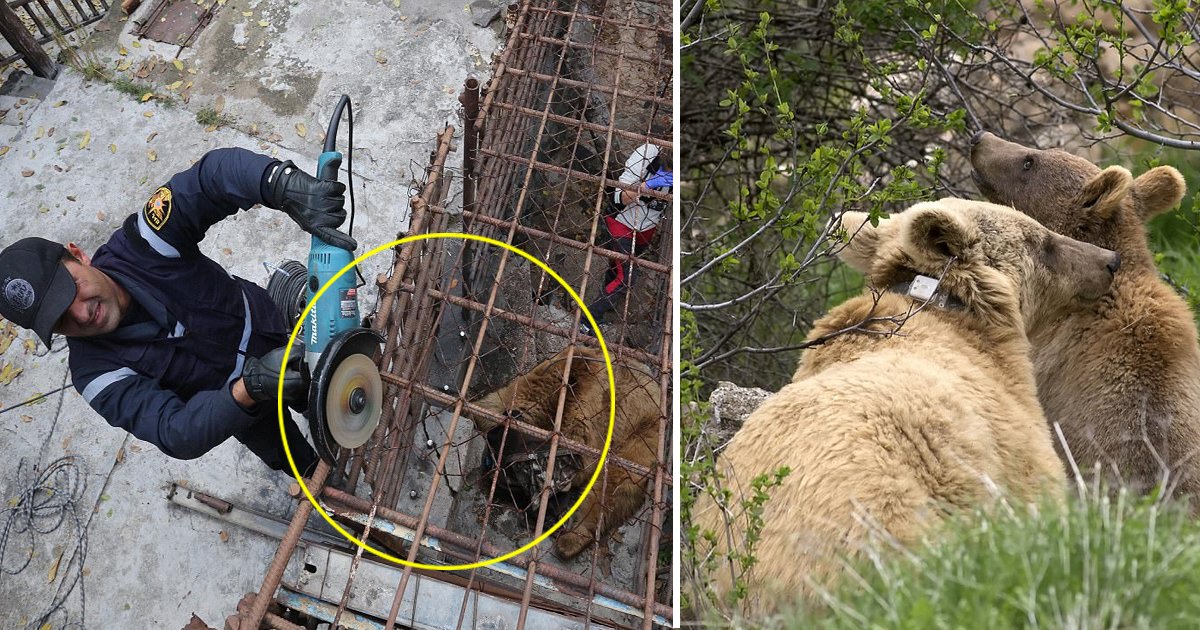 ggds.jpg?resize=412,275 - Dasha A Brown Bear Spent A Decade In Captivity At A Cafe Now Released Cuddles Her New Born Cubs In The Wilds Of Armenia