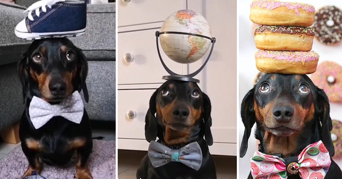 gggdf.jpg?fit=1024%2C538&ssl=1&strip=all - Dachshund Dog Harlso Maintains Balance By Holding Everything Like Biscuits Pringles On His Head