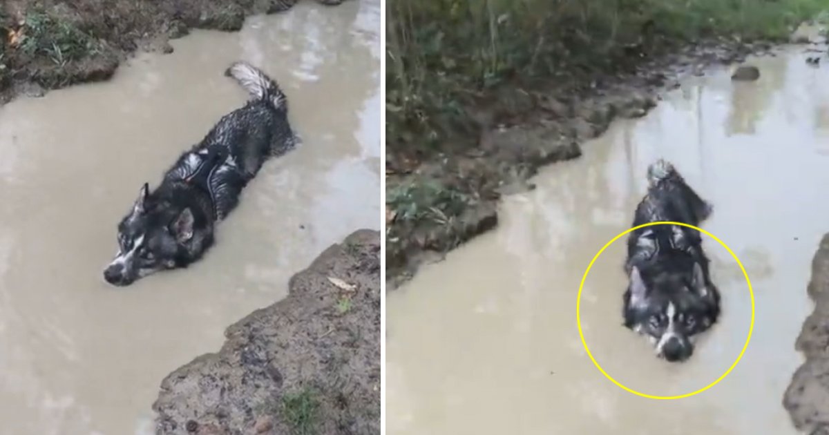 gsdgsdgsdgsg.jpg?resize=412,275 - Un chien couché dans de l'eau boueuse donne l'impression d'être un crocodile