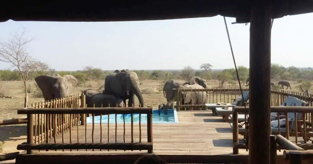 gsgsg.jpg?resize=1200,630 - Tourists Were Shocked When Giant Elephants Entered A Hotel Pool To Quench Their Thirst
