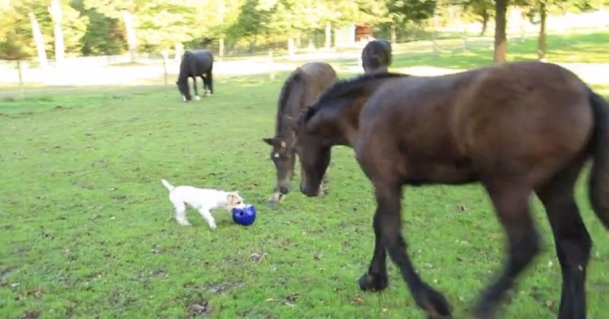 h3.jpg?resize=412,232 - Two Mischievous Foals "Muscle In" To Steal The Ball From The Terrier
