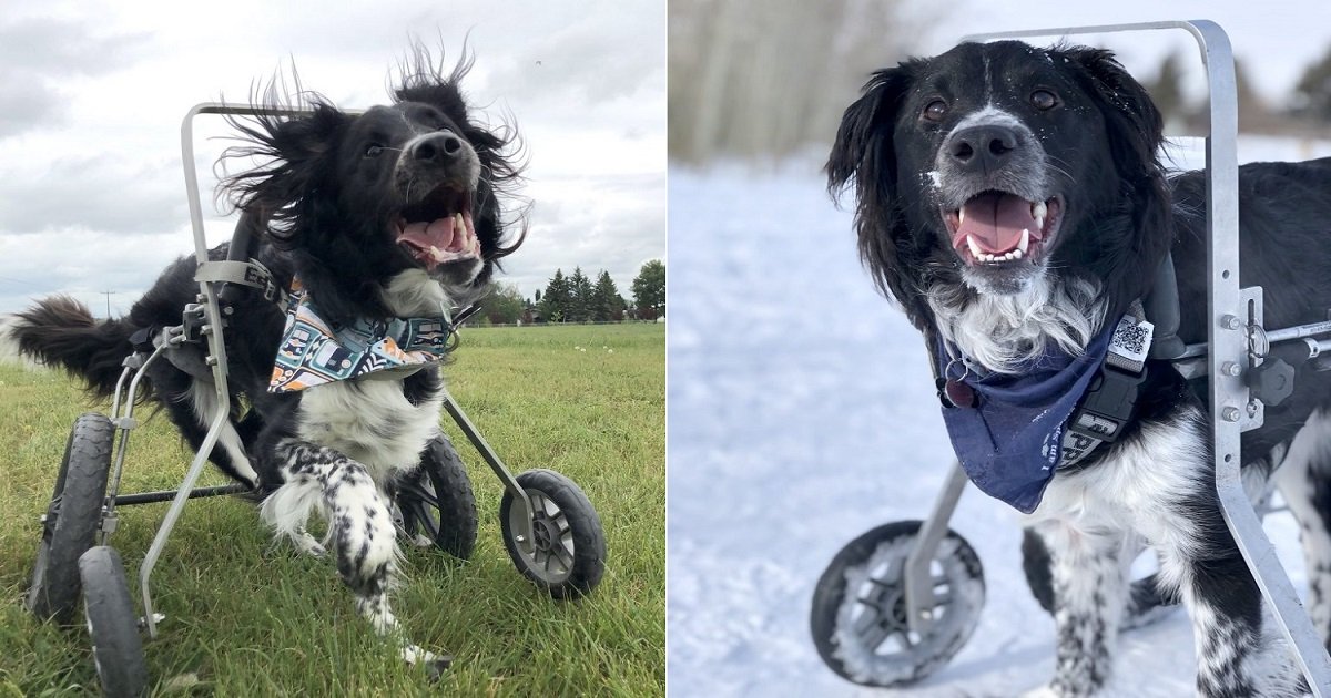 h4.jpg?resize=1200,630 - Although This Dog's Wheelchair-Bound With A Brain Condition, He's Considered "The Happiest Dog Ever"