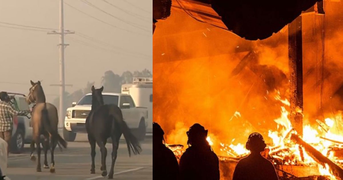 horses were captured running to safety after wildfire erupts in california.jpg?resize=1200,630 - A Horse Went Back To Guide Two Horses To Safety During A Wildfire In California
