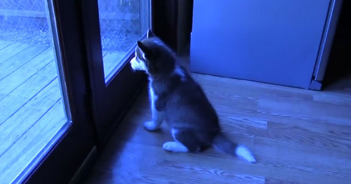 husky tantrums.jpg?resize=1200,630 - Husky‘s Reaction When His Owner Doesn’t Let Him Play Outside
