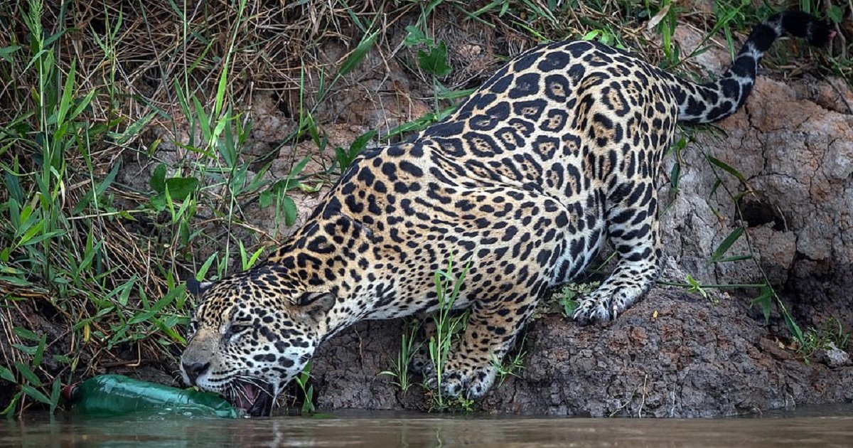 j3 1.jpg?resize=412,232 - Cette photo déchirante montre un jaguar sauvage jouant avec une bouteille en plastique